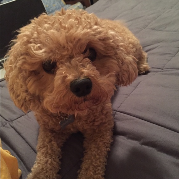 Meet your Posher, RaeAnn - Picture 1 of 1